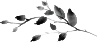 Leaves, transparent background